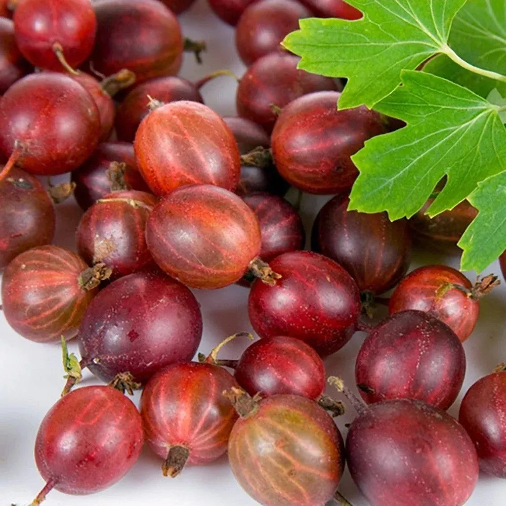 Captivator Gooseberry Plant