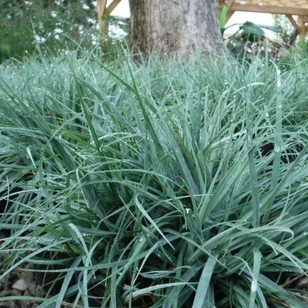 Carex flacca ‘Blue Zinger’