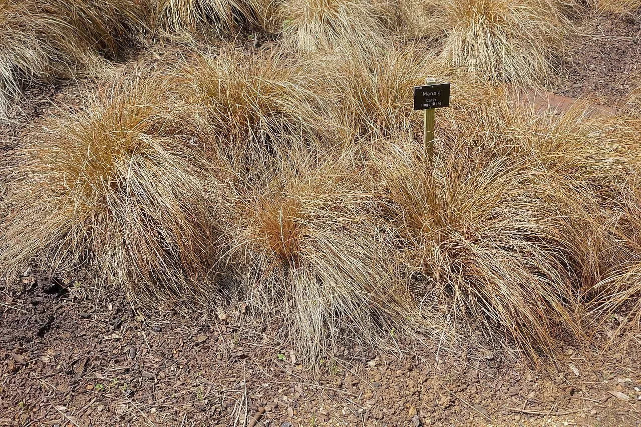 Carex flagellifera | weeping brown sedge