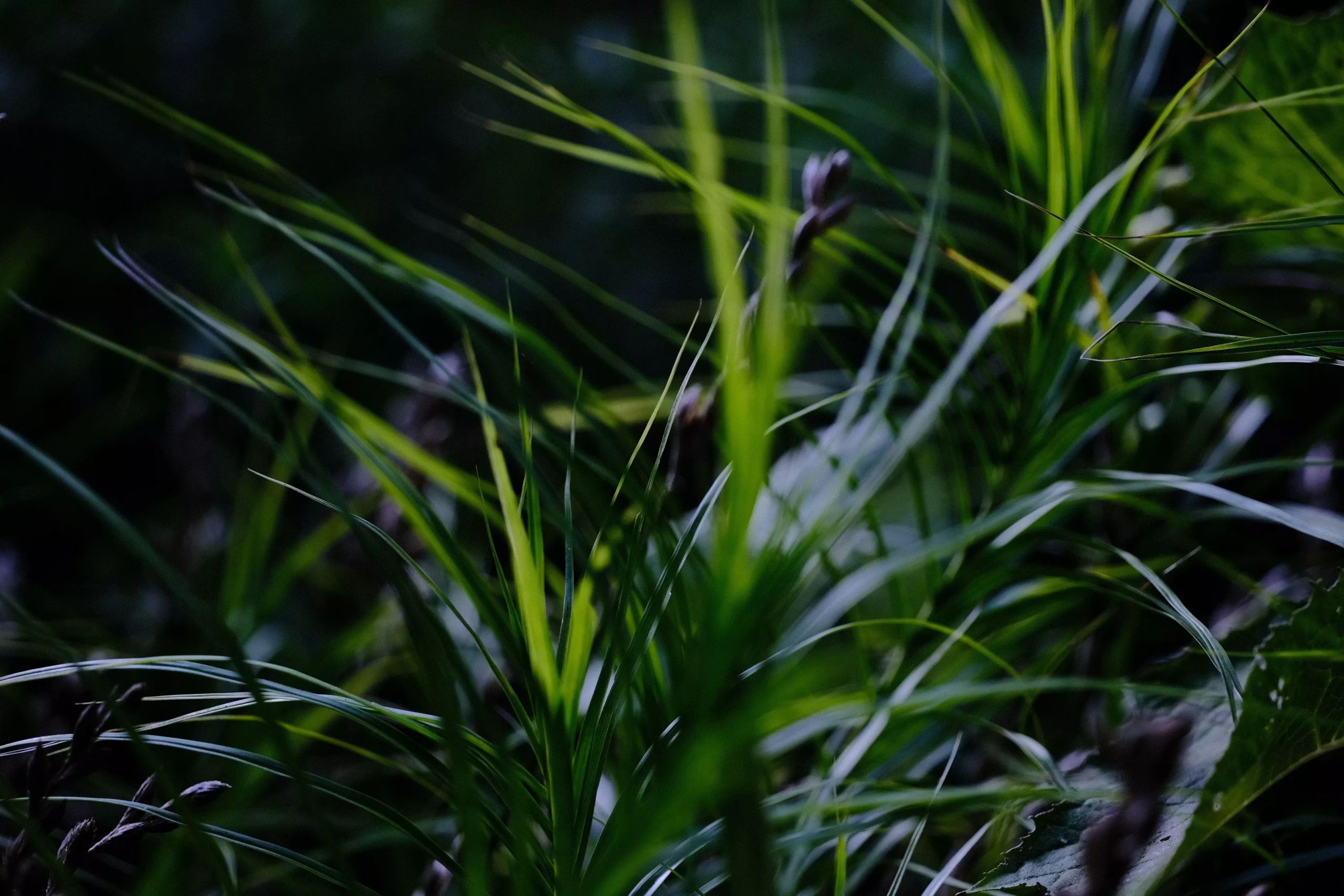 Carex muskingumensis | palm sedge