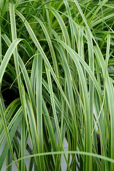 Carex oshimensis EverColor 'Everlime' – Japanese Sedge