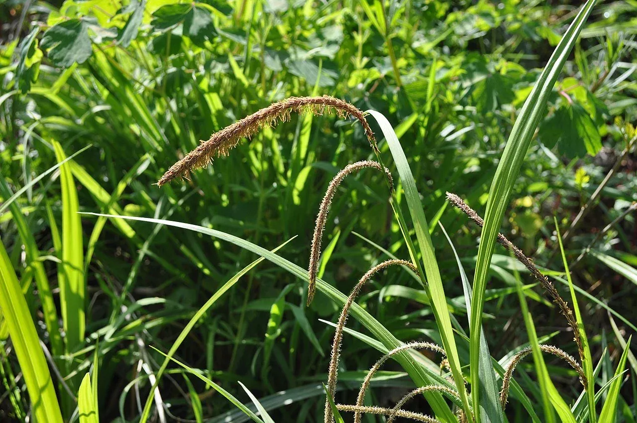 Carex pendula | drooping sedge