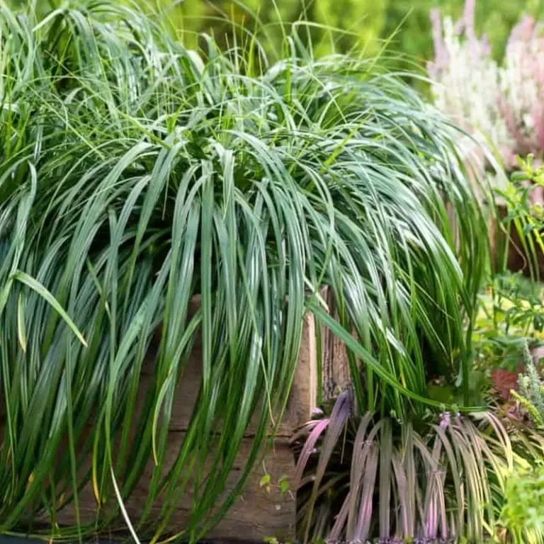 Carex 'Ribbon Falls' – Sedge Grass