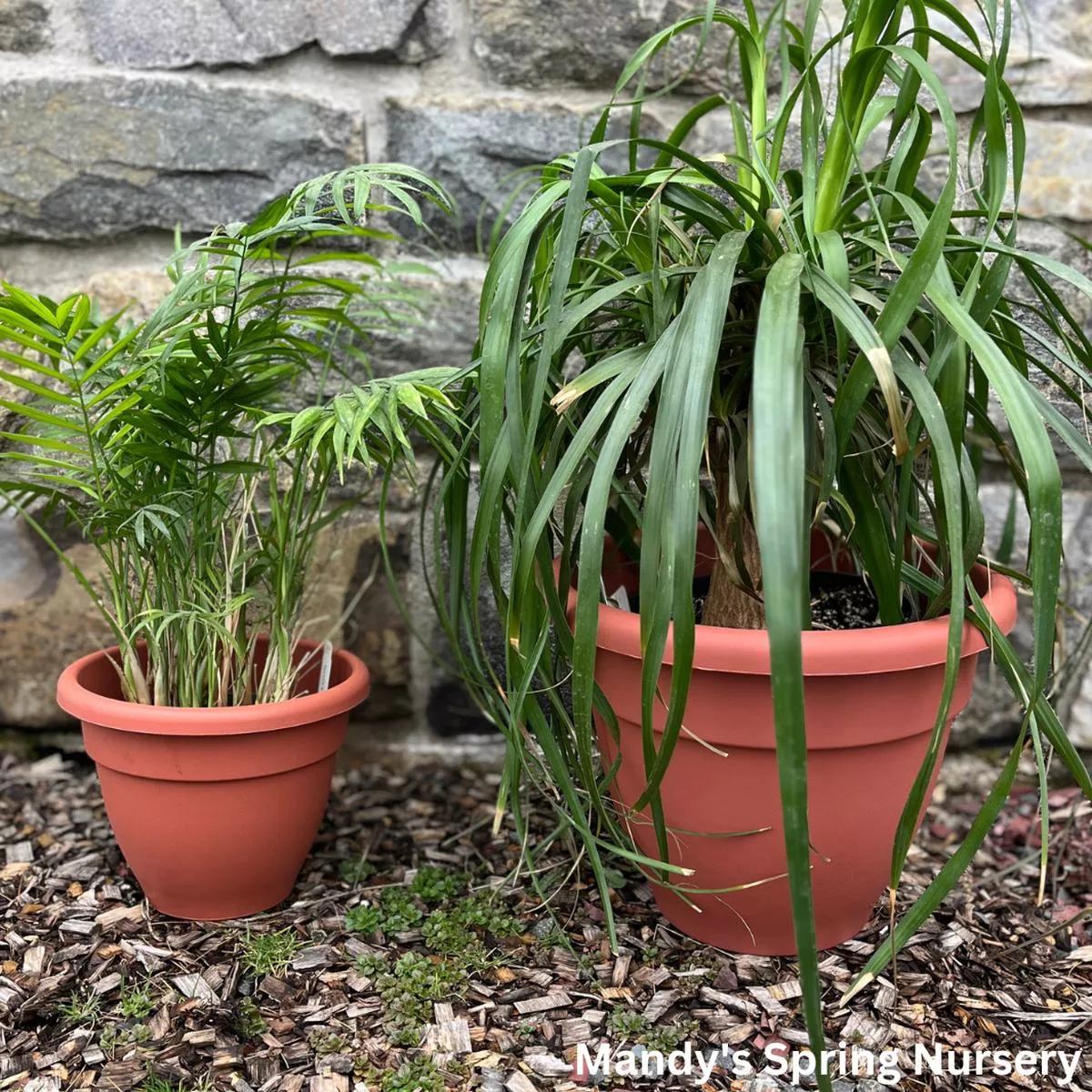 ‘Caribbean’ Clay Pot