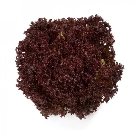 Carmesi F1 Lollo Rossa Lettuce, pelleted seed