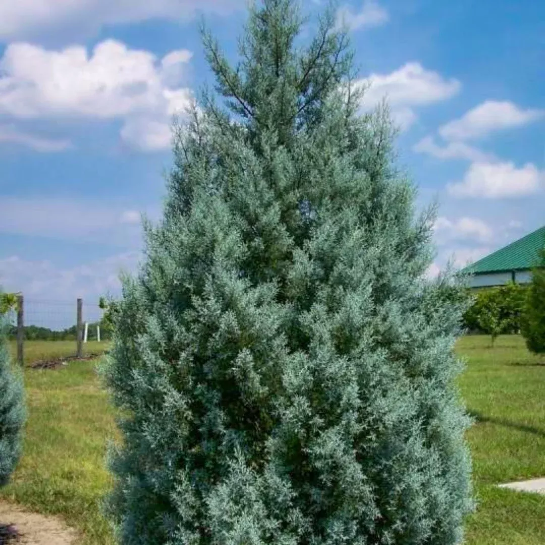 Carolina Sapphire Cypress Multipack