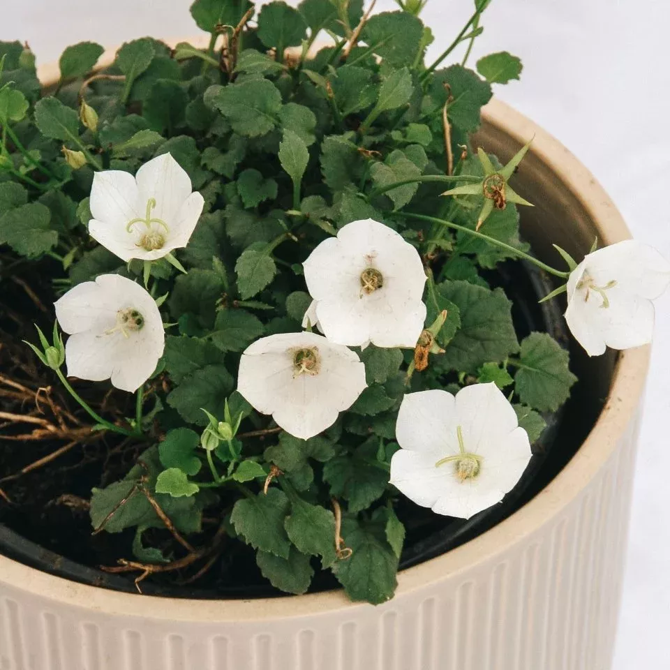 Carpathian Bellflower - Pearl White