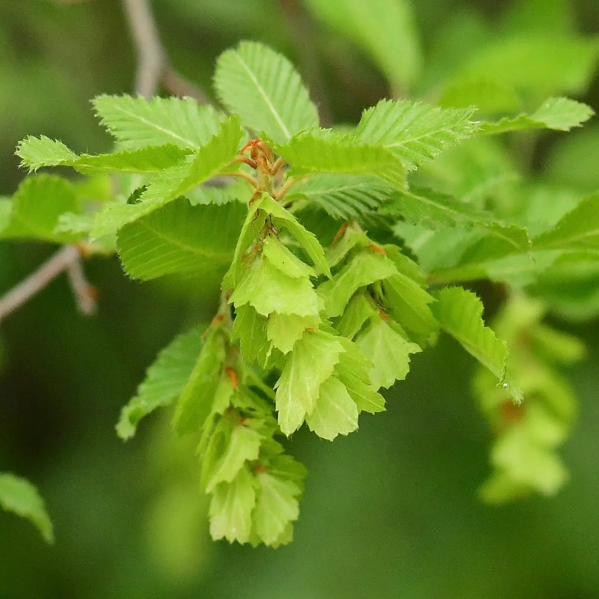 Carpinus orientalis