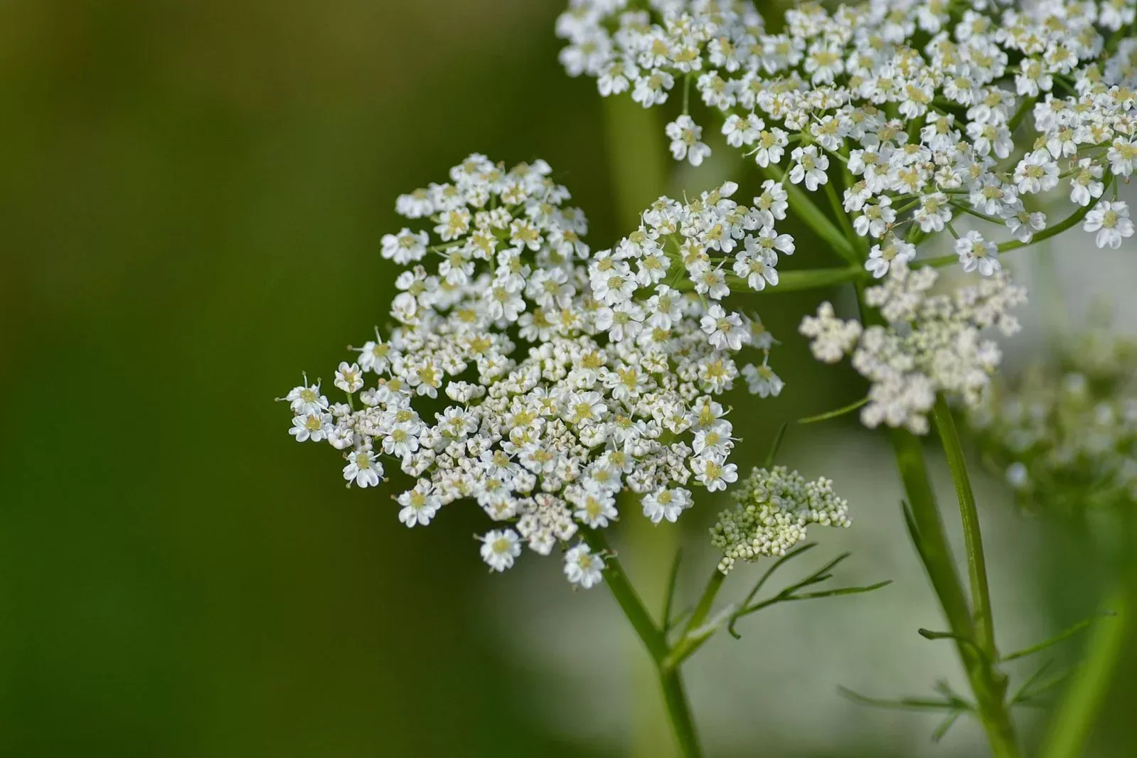 Carum carvi | caraway