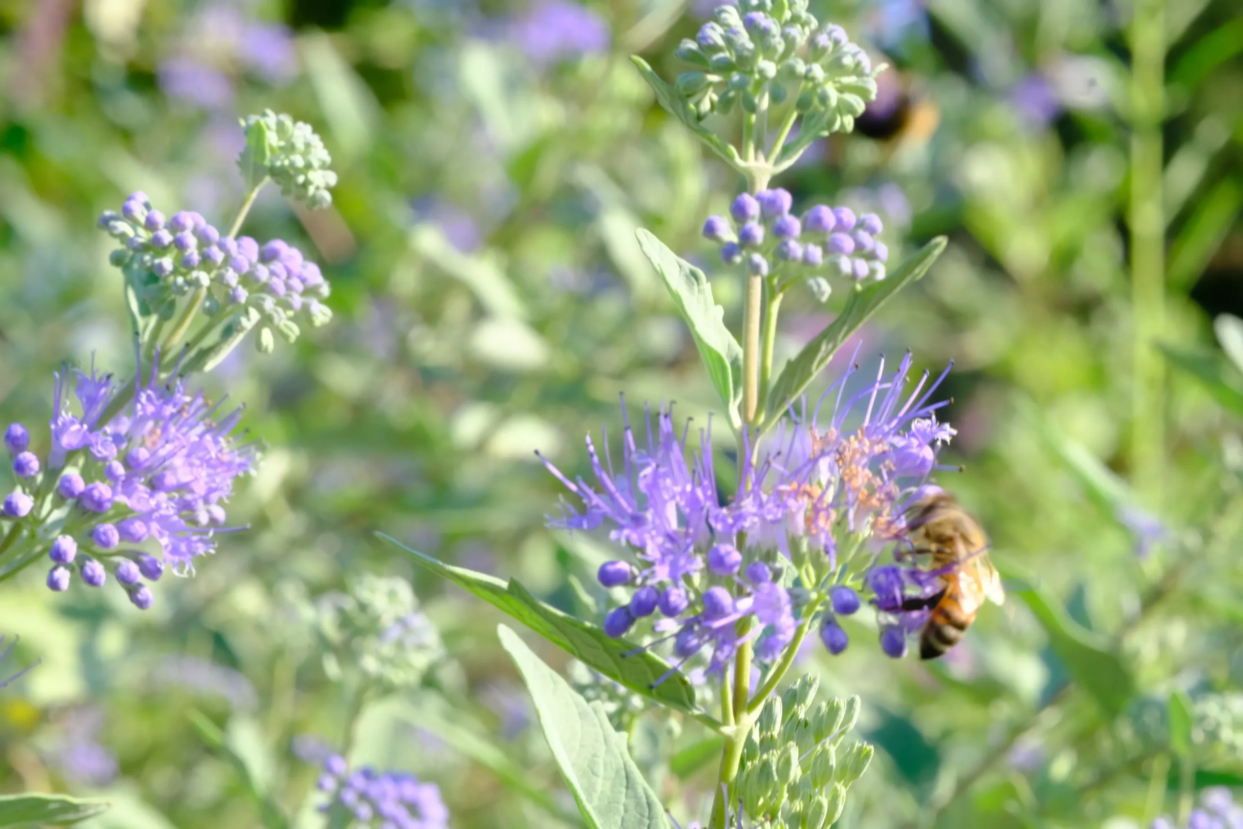 Caryopteris x clandonensis 'Longwood Blue' | blue mist shrub
