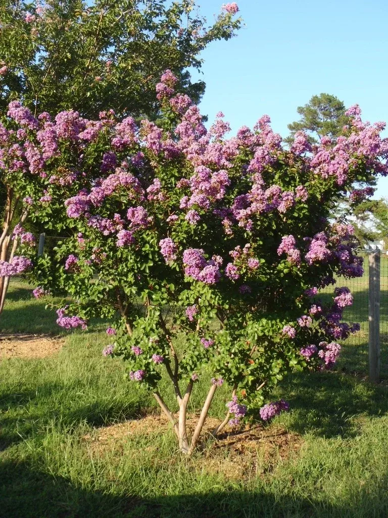 CATAWBA CRAPE MYRTLE 5gal