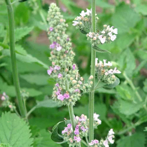 Catnip Seeds – (Nepeta cataria)