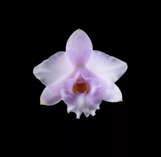 Cattleya alaorii x Cattleya bicolor var. grossii