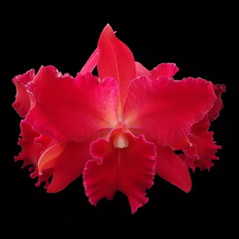 Cattleya Alliance Slc Vallezac 'Evelyn'