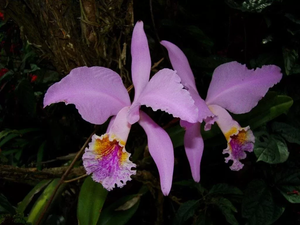 Cattleya mossiae var. tipo