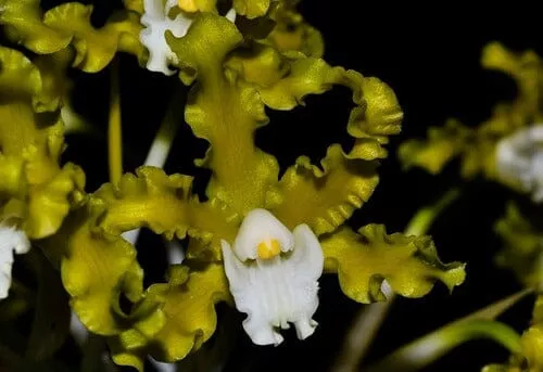Cattleya Myrmecophila crispa var . alba