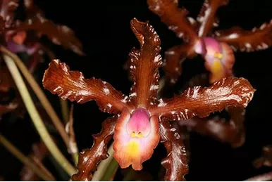 Cattleya Myrmecophila marginata