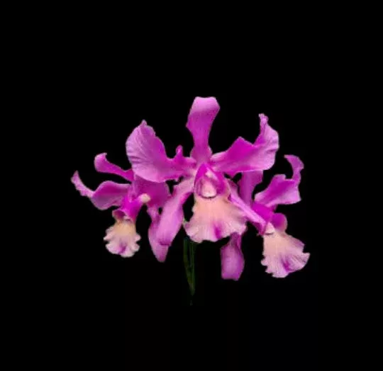 Cattleya Myrmecophila splendida × Guarianthe skinneri