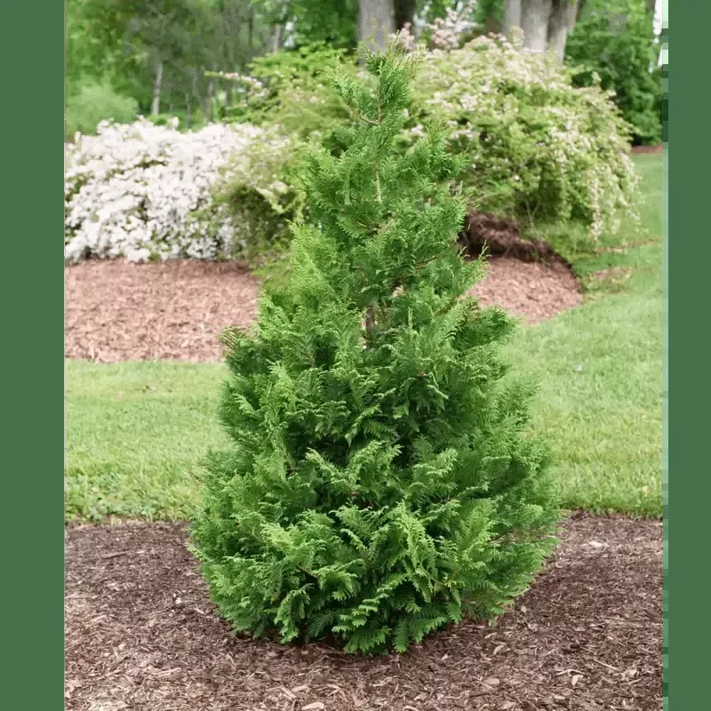 Cedar Rapids False Cypress