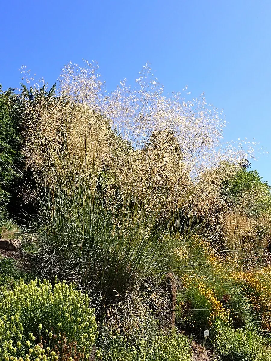 Celtica gigantea | giant feather grass