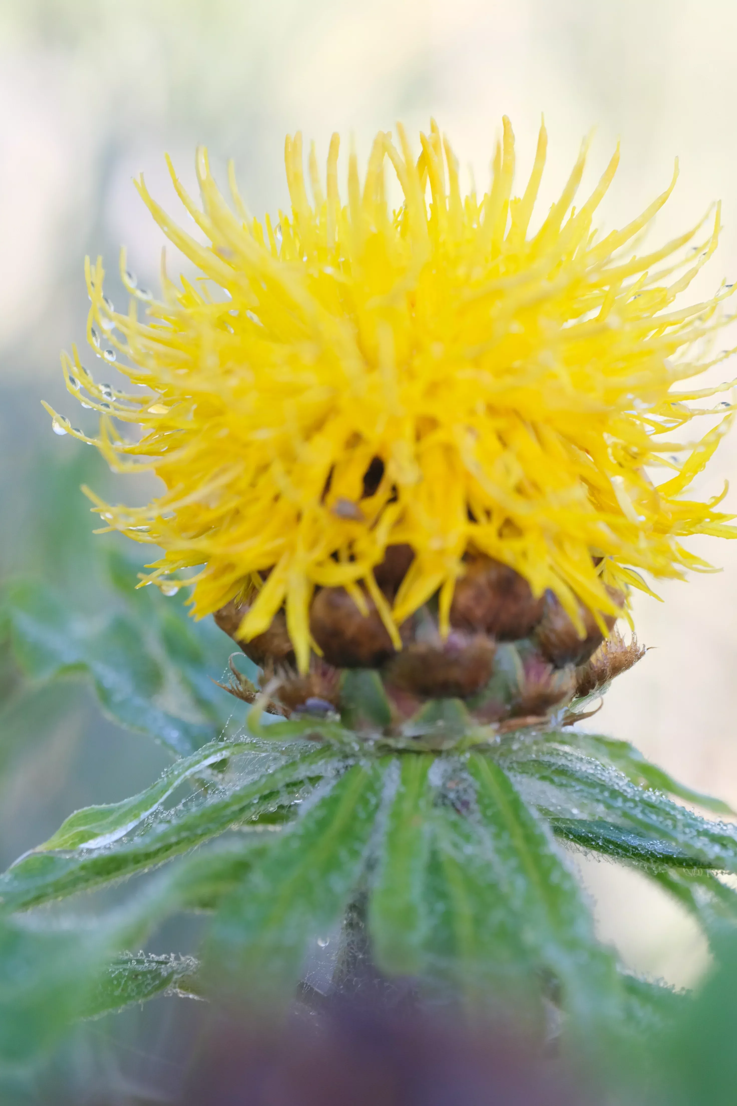 Centaurea macrocephala | giant knapweed