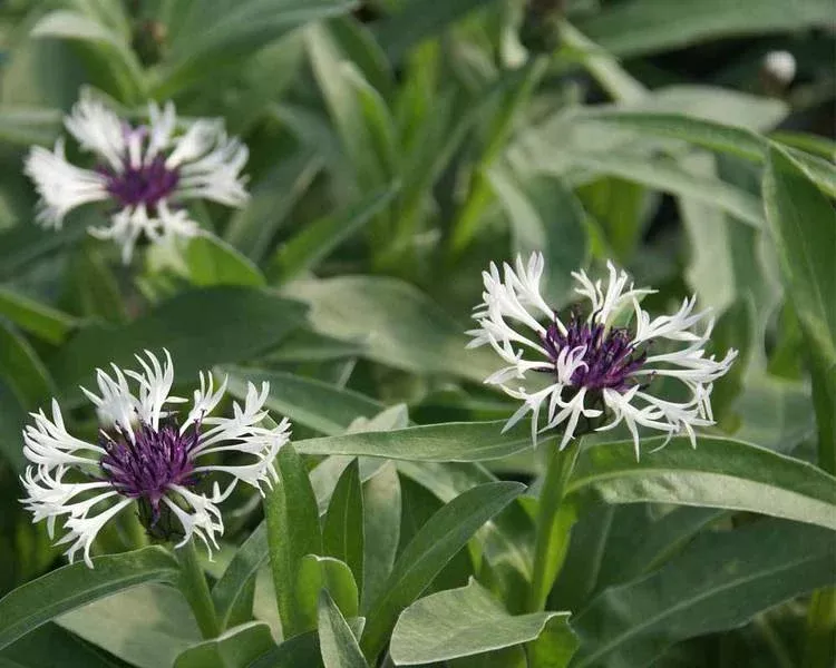 Centaurea montana ‘Amethyst in Snow’ – Cornflower
