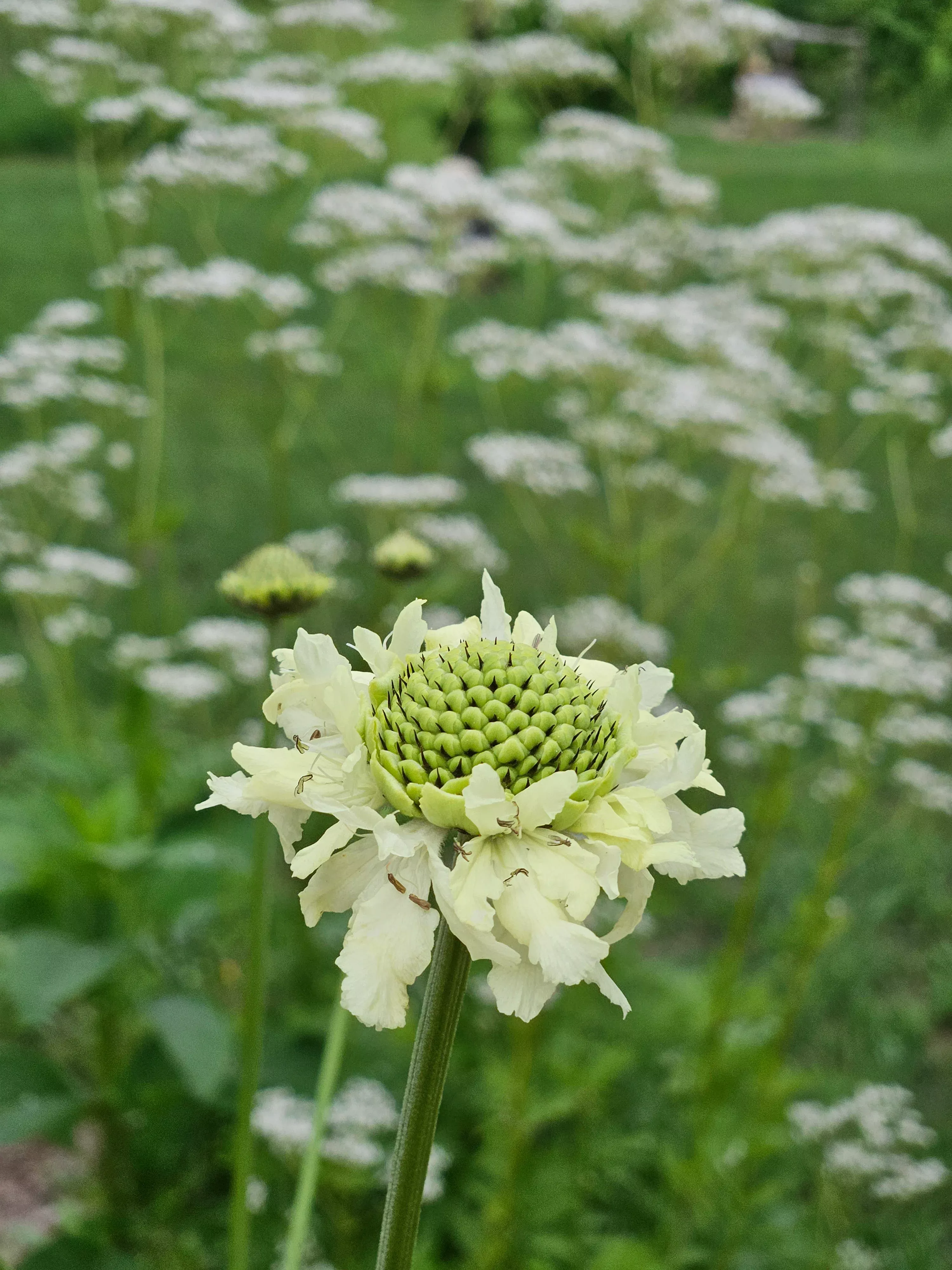 Cephalaria gigantea | giant scabious