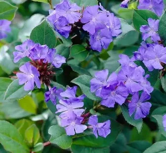 Ceratostigma plumbaginoides – Plumbago