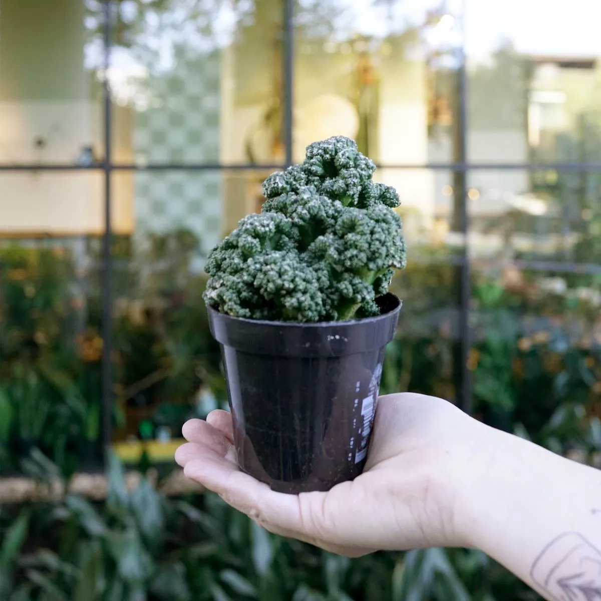 Cereus ‘Goblin’ – 3.5″