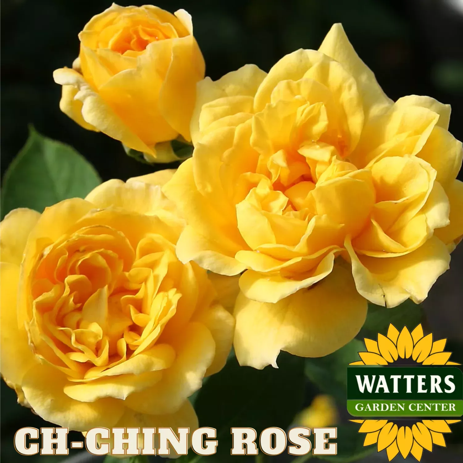 CH-CHING ROSE 3gal