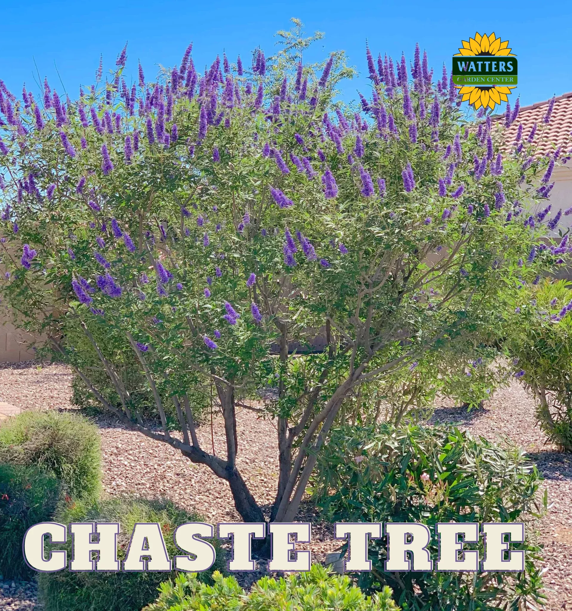CHASTE TREE 15gal