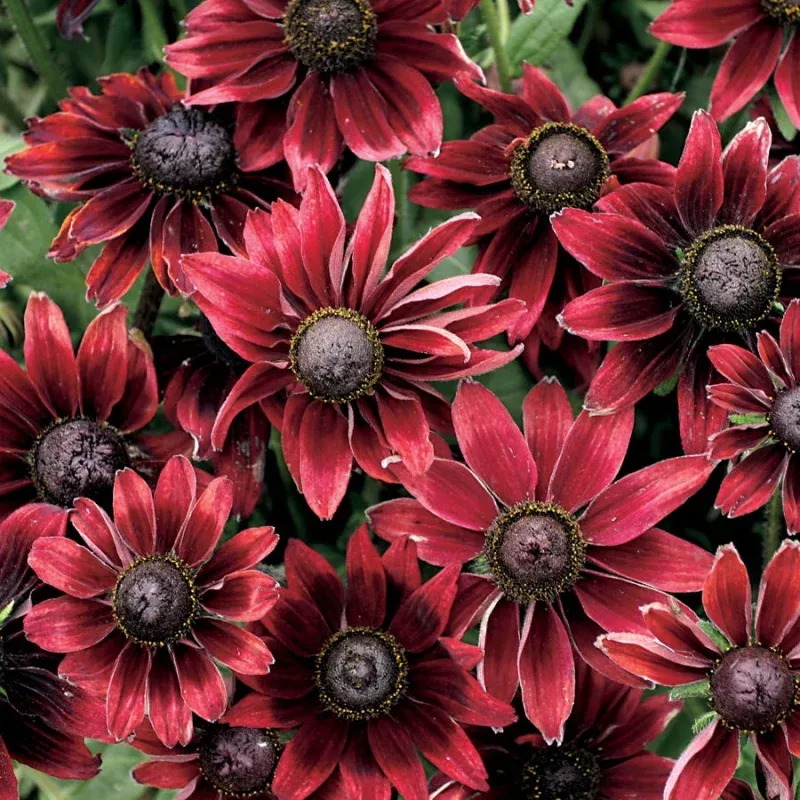 ‘Cherry Brandy’ Rudbeckia Seeds