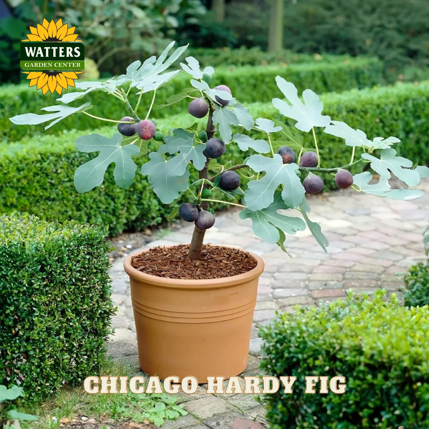 CHICAGO HARDY FIG 2gal