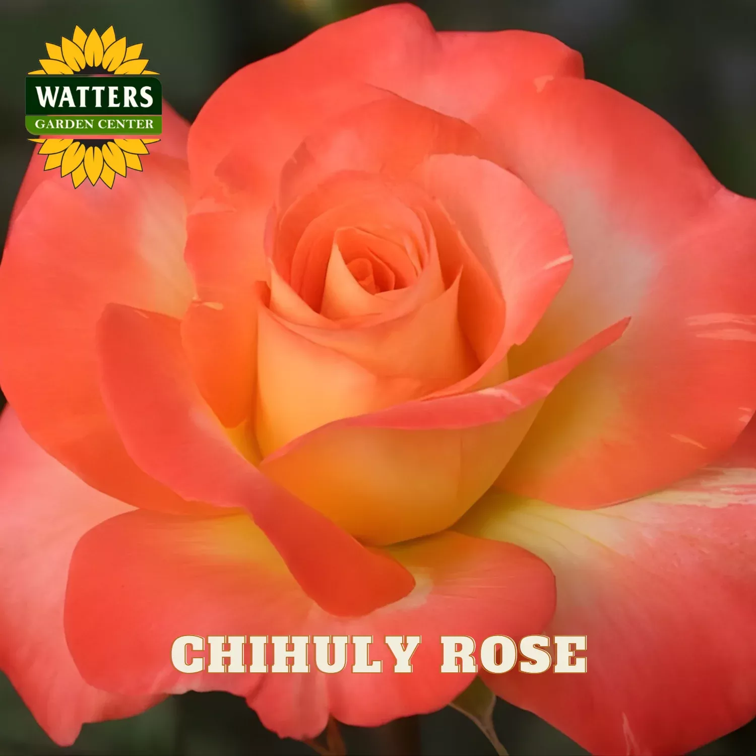 CHIHULY ROSE 3gal