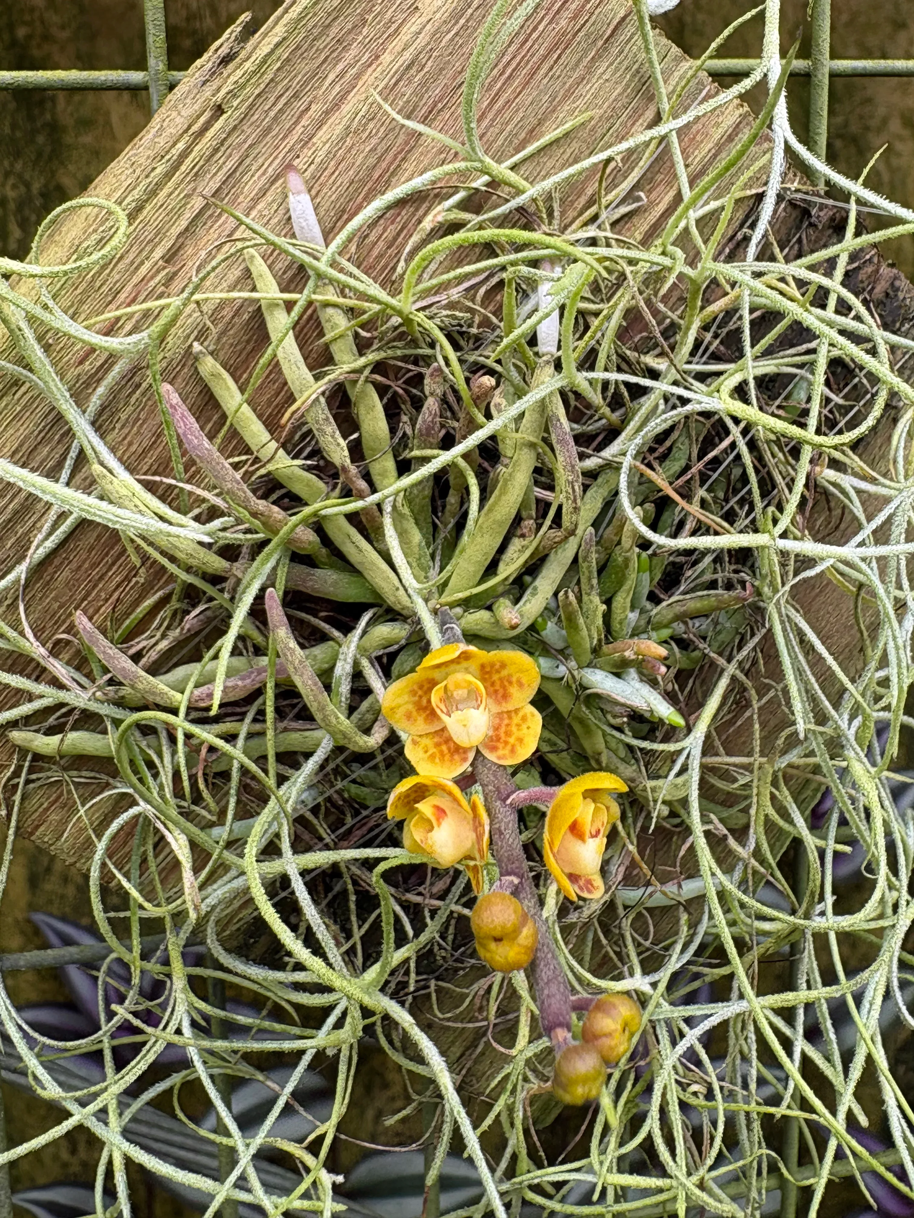 Chiloschista nakornpanomensis