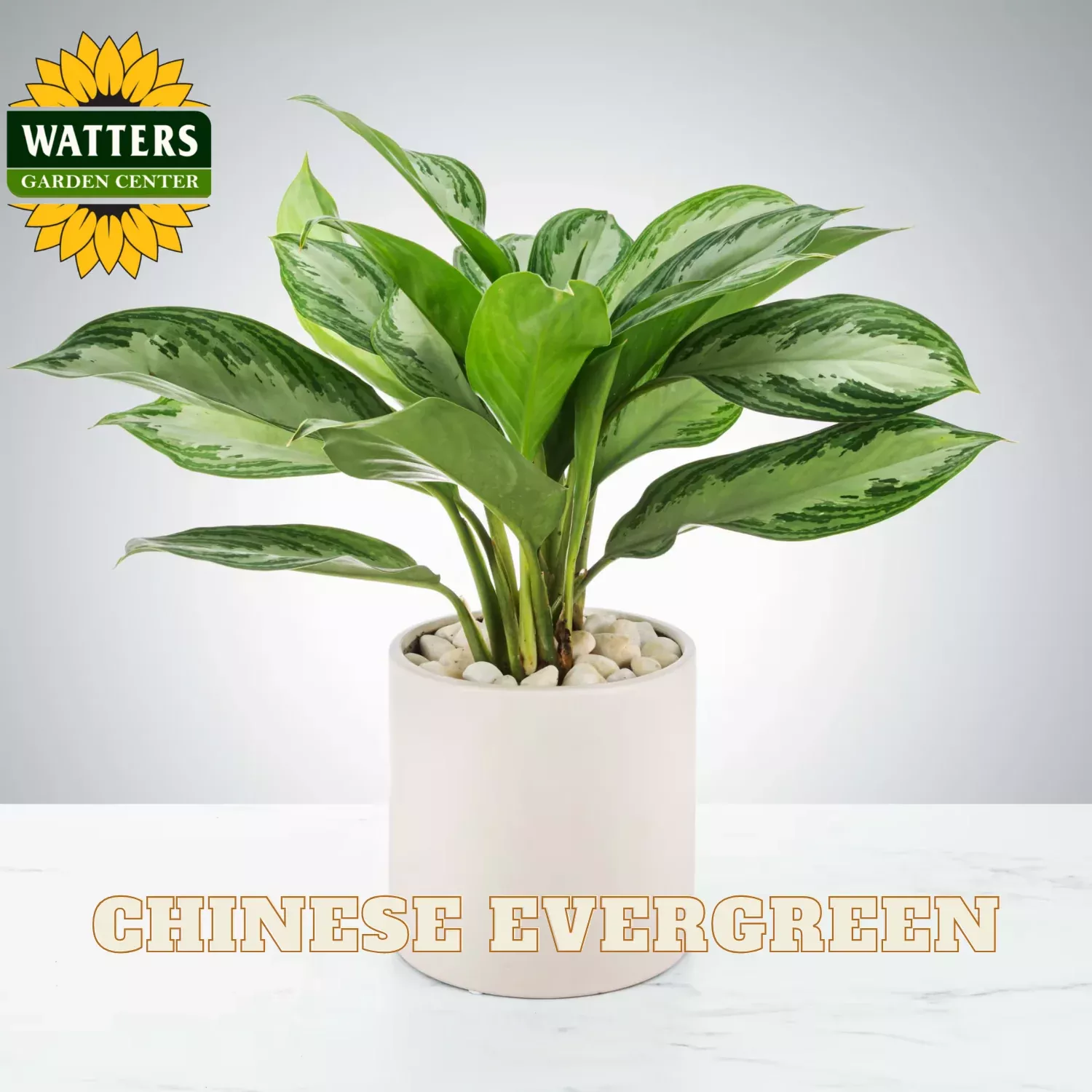 CHINESE EVERGREEN 10in