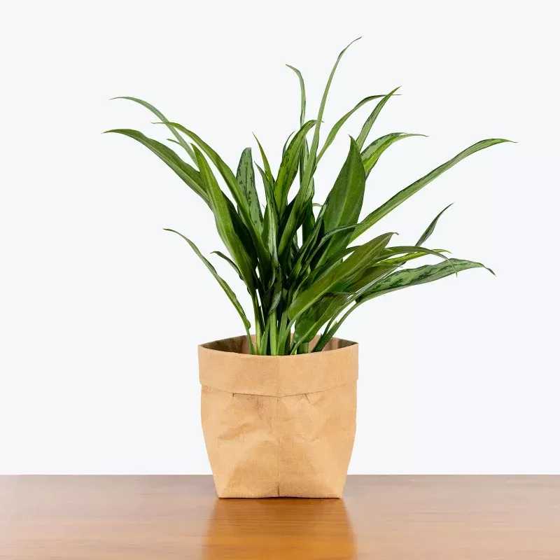 Chinese Evergreen Cutlass