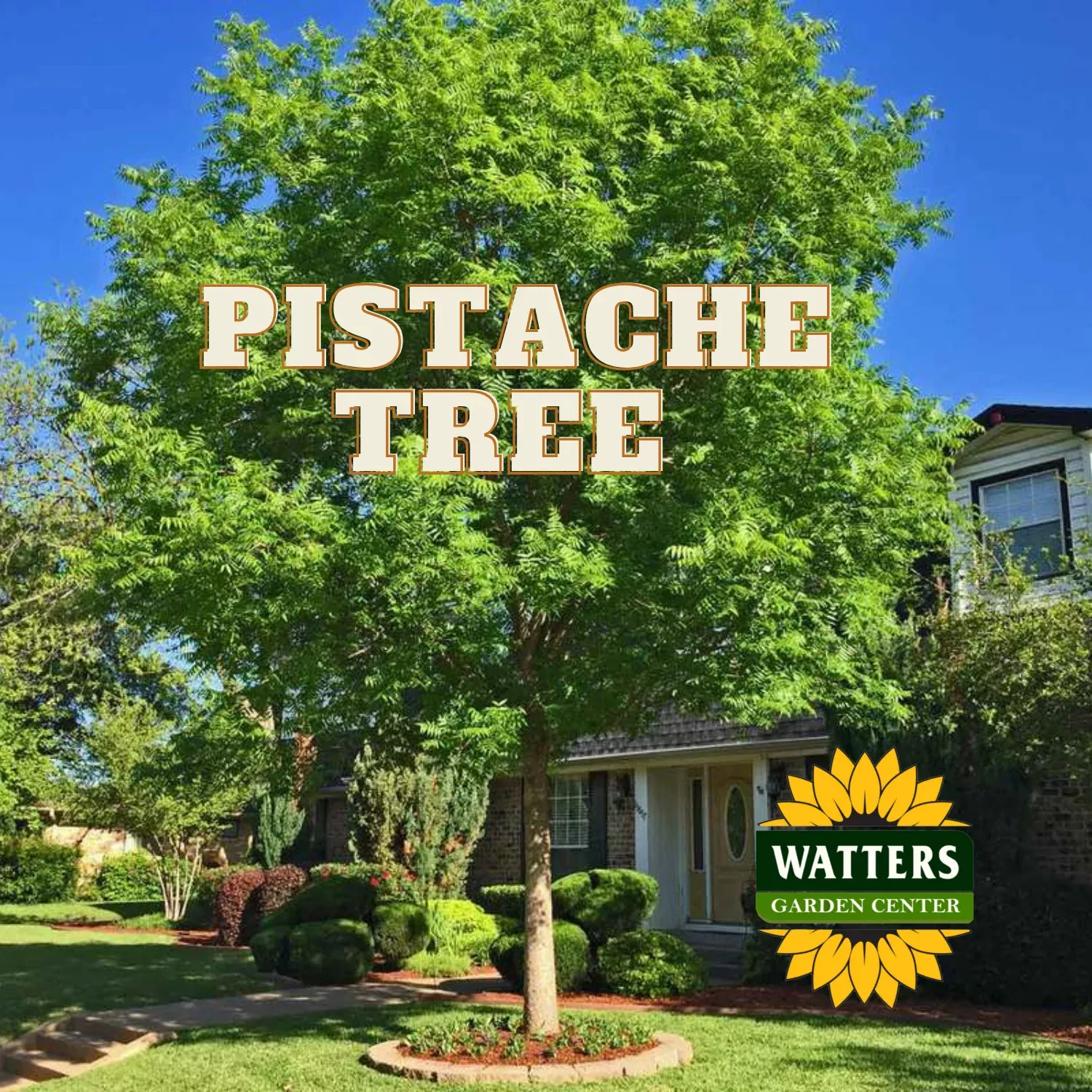 CHINESE PISTACHE TREE 15gal