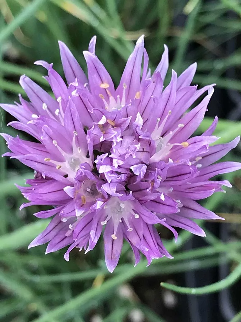 Chives (ALLIUM schoenoprasum)
