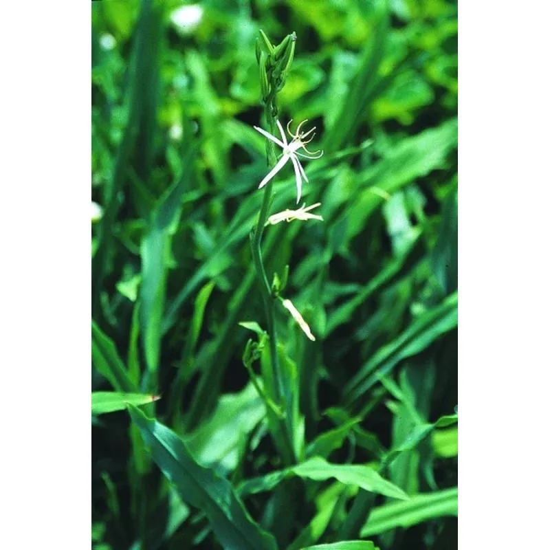 Chlorophytum major