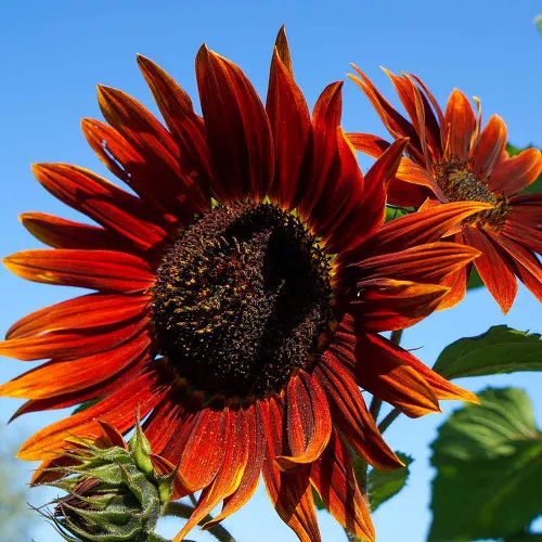 Chocolate Cherry Sunflower Seeds - (Helianthus annuus)