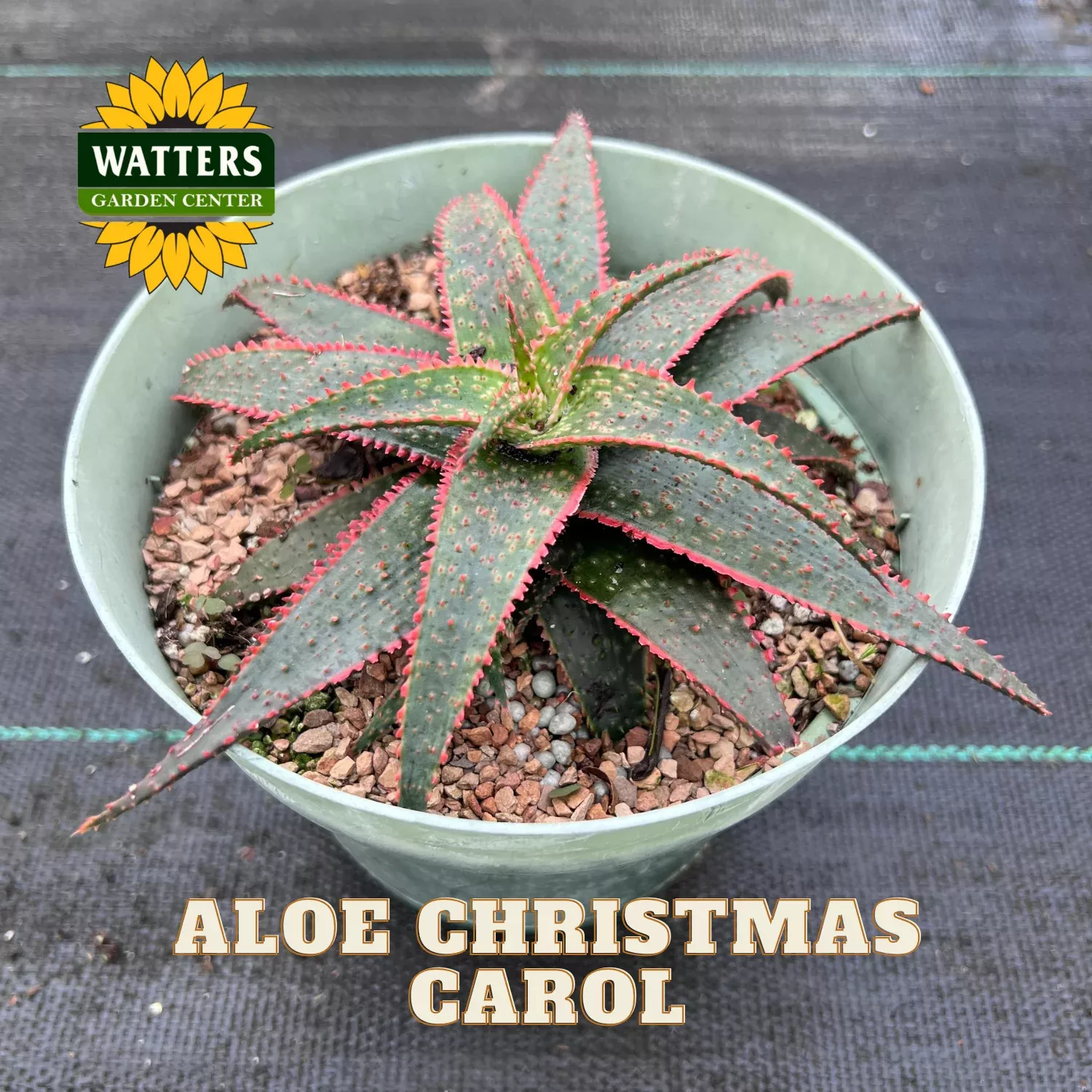 CHRISTMAS CAROL ALOE 1gal