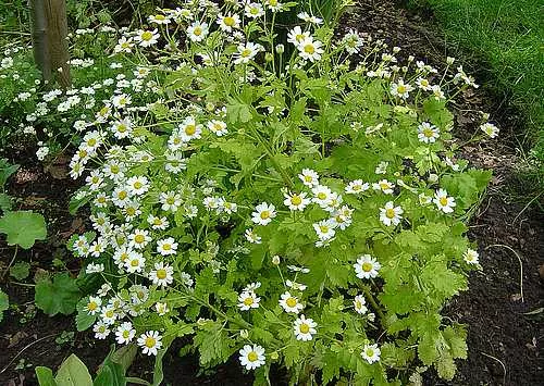 Chrysanthemum parthenium ‘Aureum’ – Golden Feather