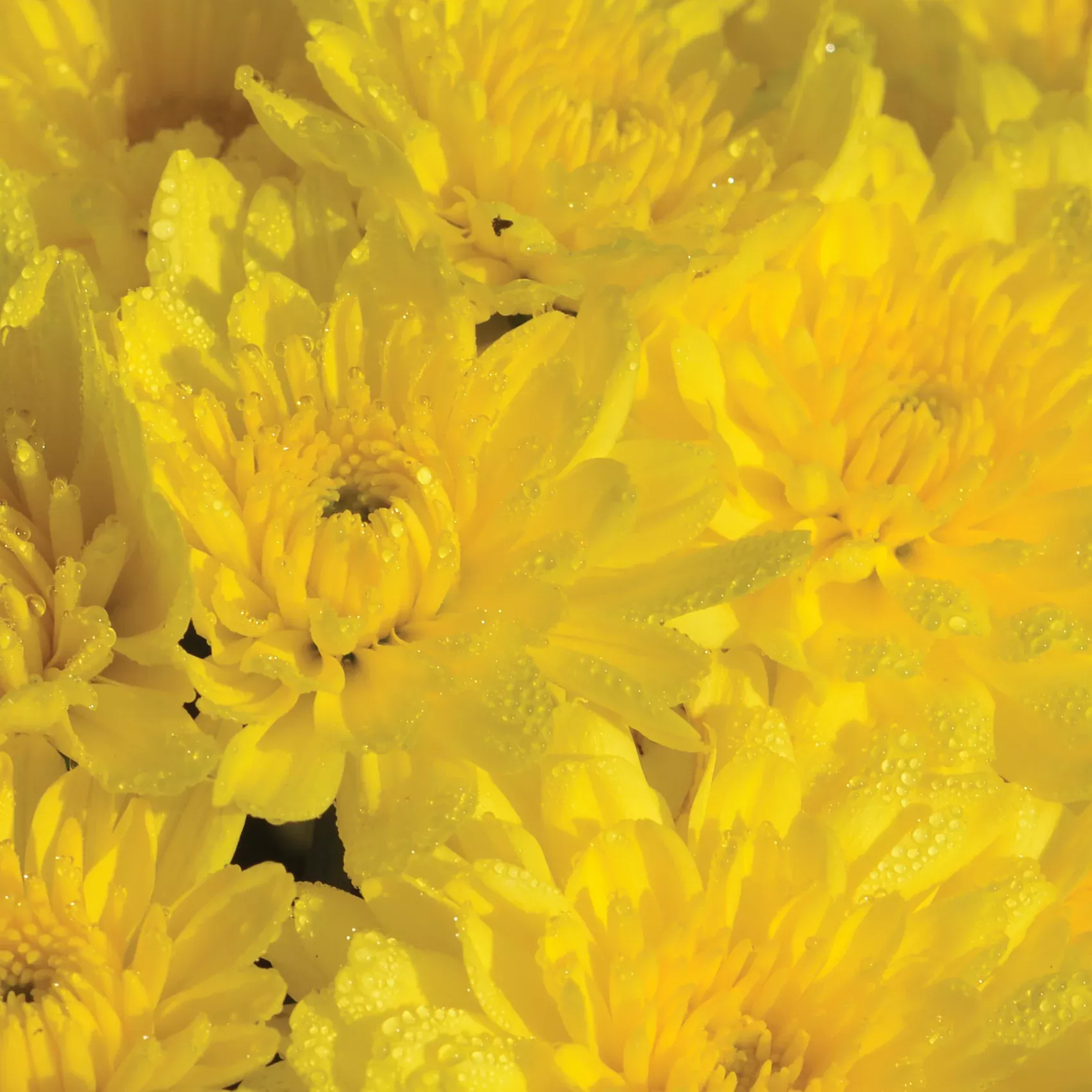 Chrysanthemum, Yellow