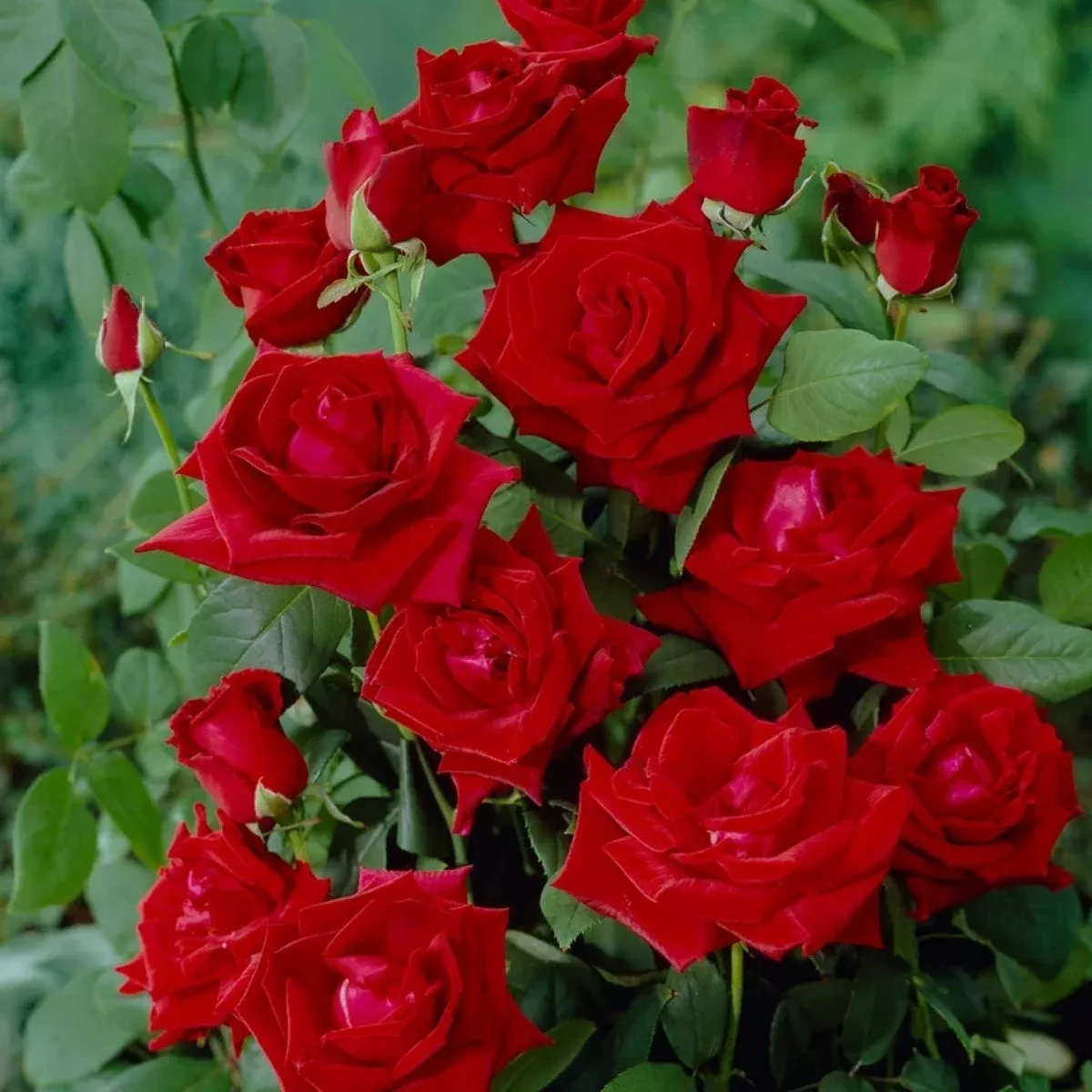 Chrysler Imperial Rose (Hybrid Tea Rose)