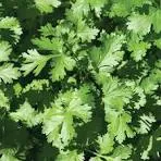 CILANTRO 'Calypso' (CORIANDRUM sativum 'Calypso')