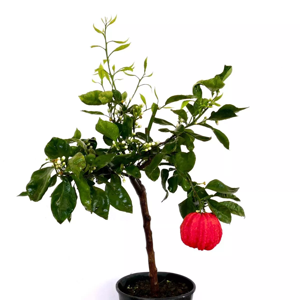 Citrus aurantium ‘Corrugated VESUVIUM’ – 30-60cm