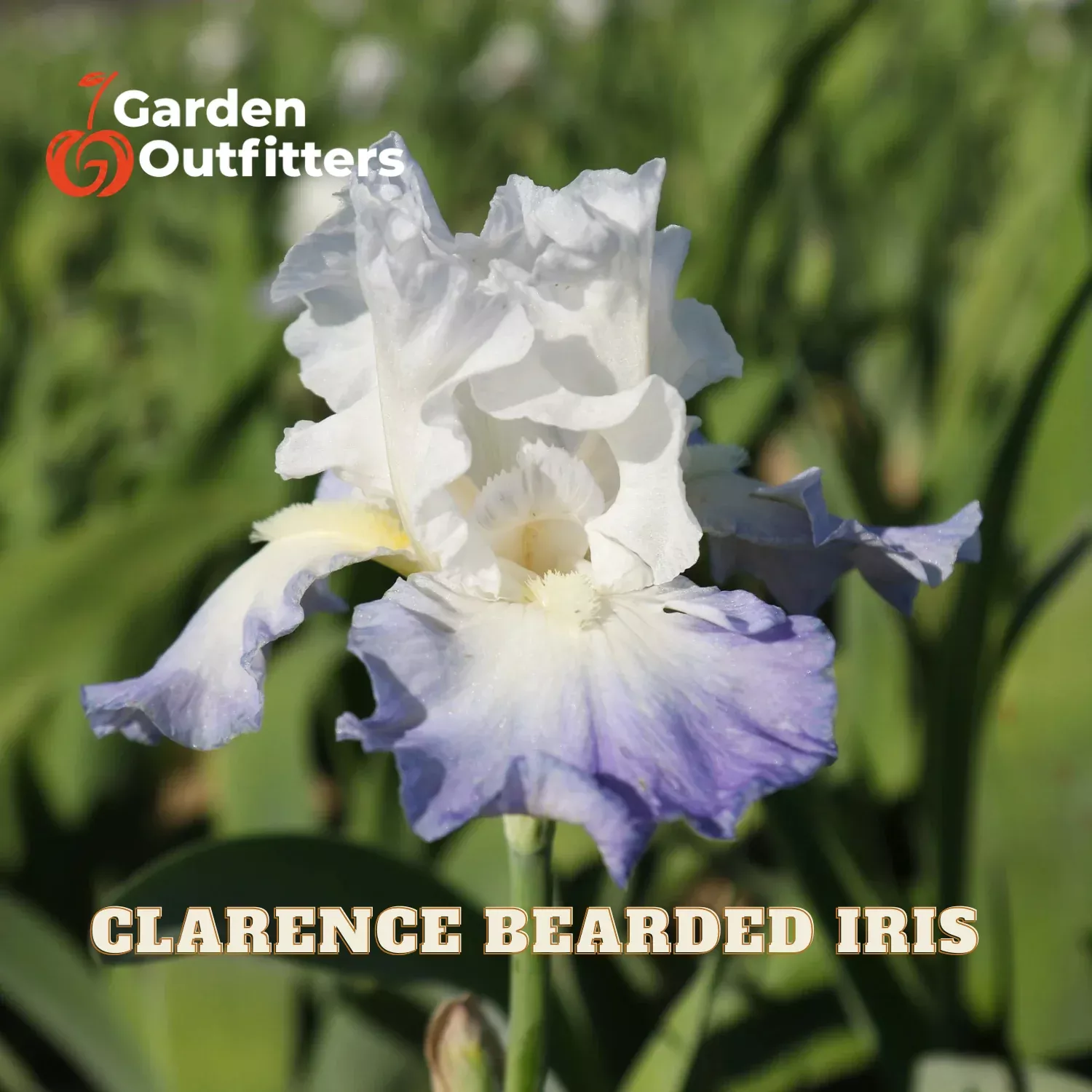 Clarence Bearded Iris (Iris germanica ‘Clarence’) – 1 gallon