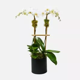 Classic 2-Stem Phalaenopsis in Ceramic