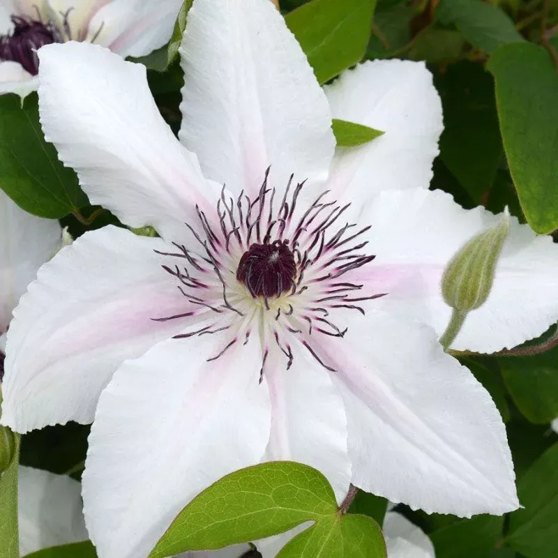 Clematis The Countess of Wessex